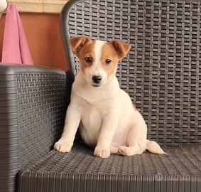 Jack Russell cuccioli