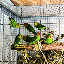 Pappagalli inseparabili taranta