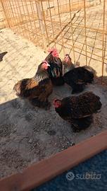 Marans brahma cocincina cemani