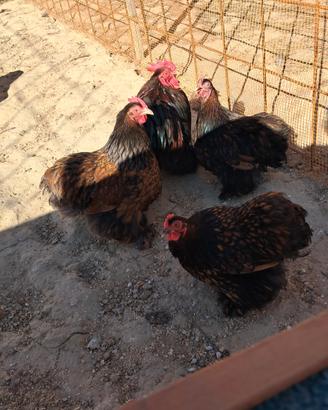 Marans brahma cocincina cemani