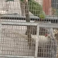 Coppia adulta parrocchetto dal collare