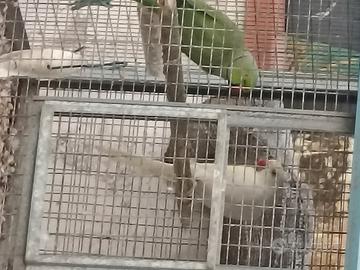 Coppia adulta parrocchetto dal collare