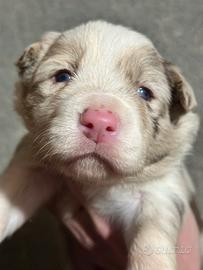 Cuccioli border collie