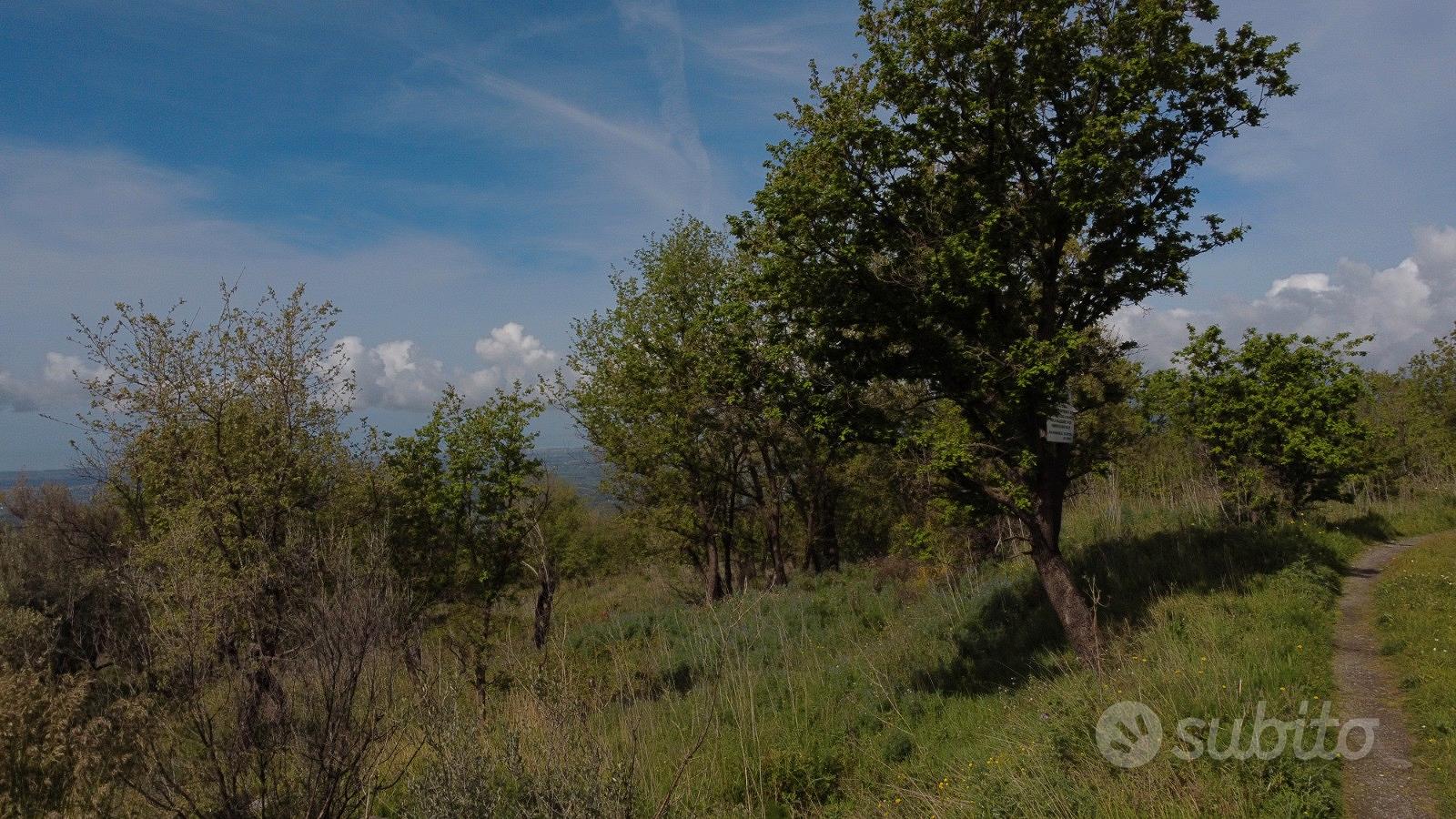 Terreno agricolo a Roccamorfina (CE) - Vista 2