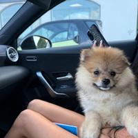 Volpino di Pomerania