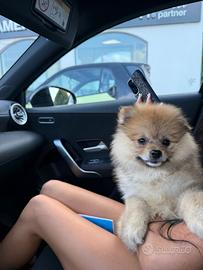 Volpino di Pomerania