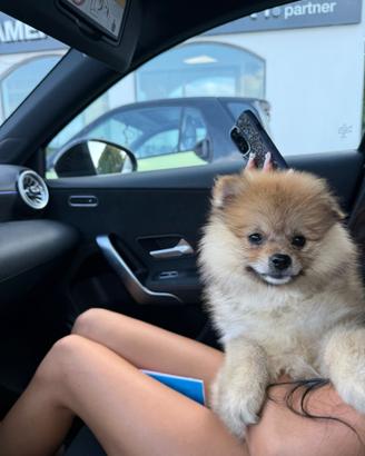 Volpino di Pomerania