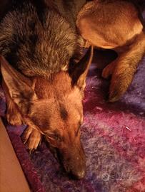 Malinois/pastore tedesco