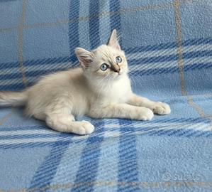 Ultimo gattino sacro di birmania disponibile