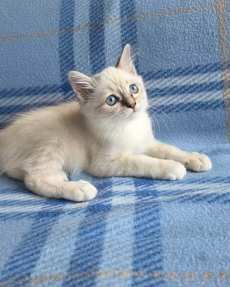 Ultimo gattino sacro di birmania disponibile