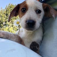 Cucciola in adozione