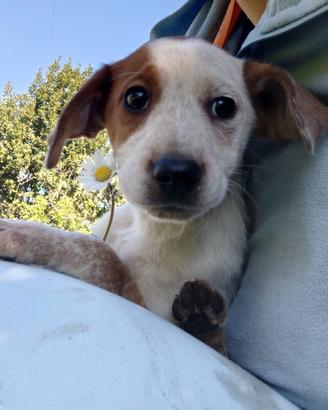 Cucciola in adozione