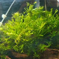 Microsorum pteropus “Windelov” Felce di Giava pe