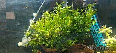 Microsorum pteropus “Windelov” Felce di Giava pe