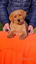 Cuccioli di labrador
