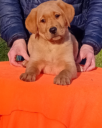 Cuccioli di labrador