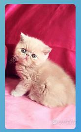 Disponibili cuccioli di gatti persiani ,