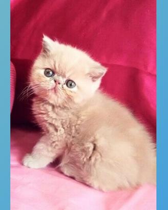 Disponibili cuccioli di gatti persiani ,