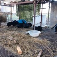 Conigli nostrani e California