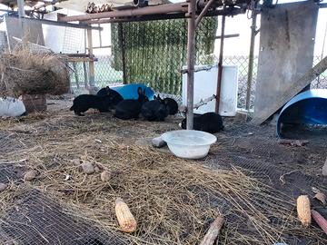 Conigli nostrani e California