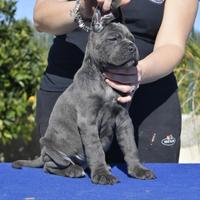 Cane corso cucciolo