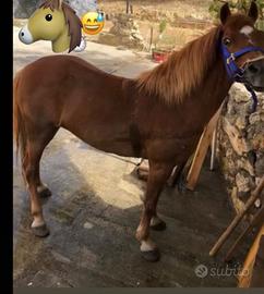 Pony femmina