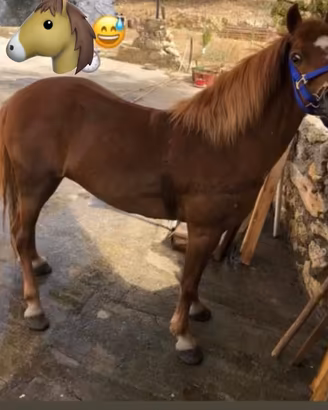 Pony femmina