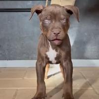 American pitbull terrier