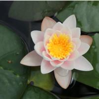 Ninfea "Marliacea carnea"