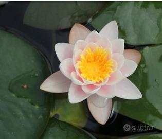 Ninfea "Marliacea carnea"