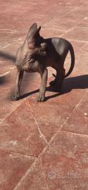Sphynx