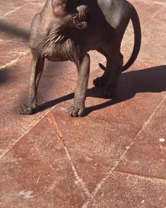 Sphynx