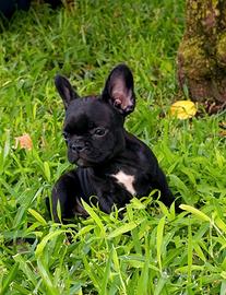 Bulldog francese