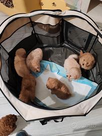 Baroncino/ barboncina