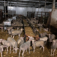 Pecore agnelle lacaune da latte