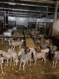 Pecore agnelle lacaune da latte