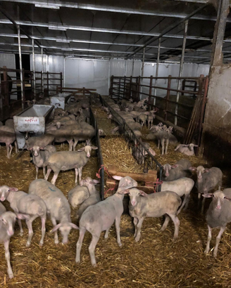 Pecore agnelle lacaune da latte