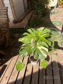 Monstera deliciosa varietà Thai constellation
