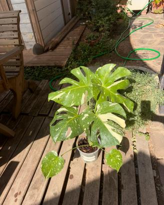 Monstera deliciosa varietà Thai constellation