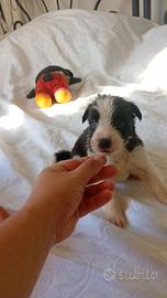 Border Collie