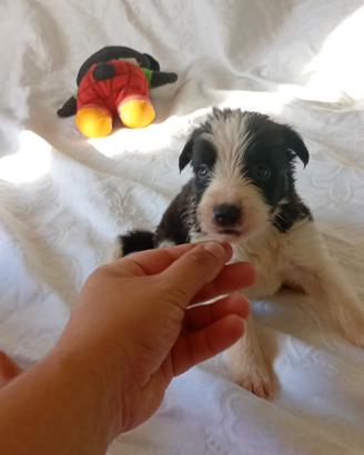 Border Collie