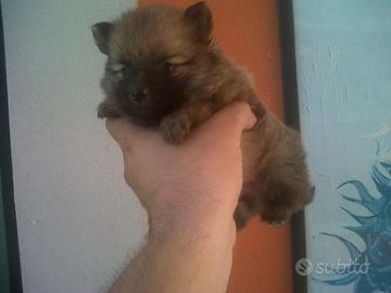 Spitz Tedesco Nano Pomerania