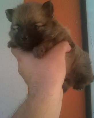 Spitz Tedesco Nano Pomerania