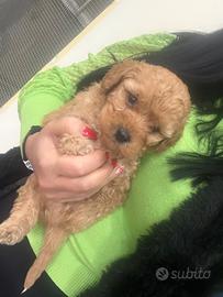 Barboncino albicocca