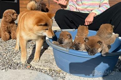 Shiba con pedigree ENCI