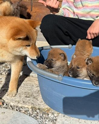 Shiba con pedigree ENCI