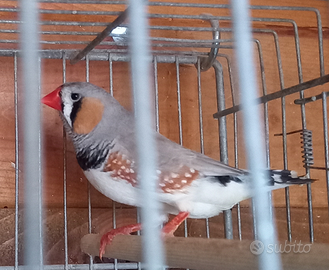 Diamante Mandarino maschio