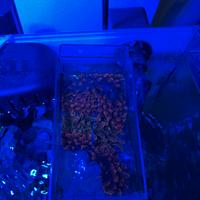 Coralli lps sps molli