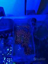 Coralli lps sps molli