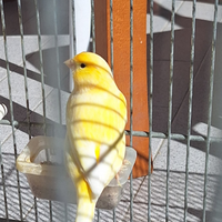 Canarino